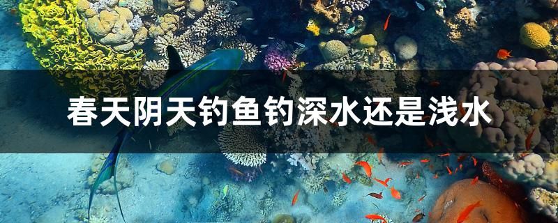 春天陰天釣魚釣深水還是淺水