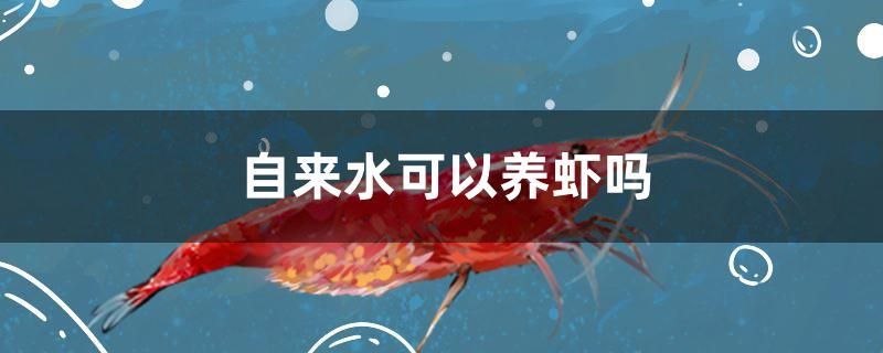 自來水可以養(yǎng)蝦嗎 觀賞魚百科