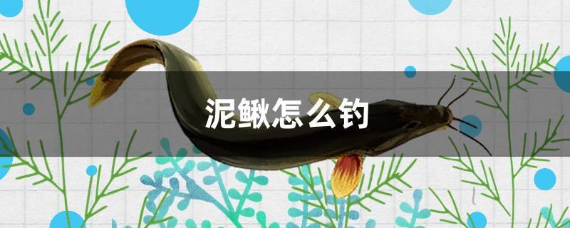 泥鰍怎么釣 夢幻雷龍魚