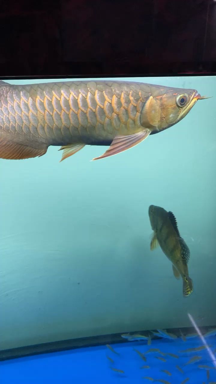 金龍還是紅龍，請(qǐng)教一下魚(yú)友