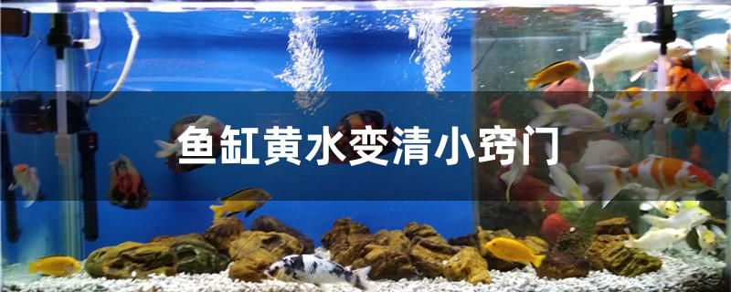 黑色的魚(yú)缸魚(yú)有哪些圖片（黑色的魚(yú)缸有什么說(shuō)法） 奈及利亞紅圓點(diǎn)狗頭