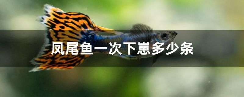 鳳尾魚(yú)一次下崽多少條