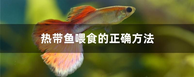 熱帶魚喂食的正確方法 魚缸/水族箱