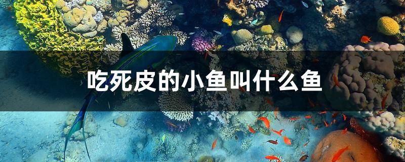 吃死皮的小魚叫什么魚 ?；?異型虎魚/純色虎魚