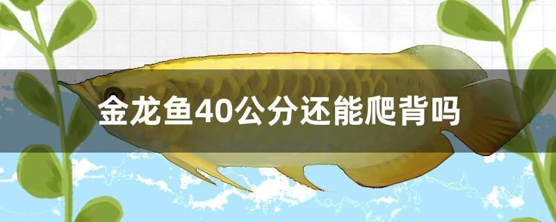 金龍魚(yú)40公分還能爬背嗎