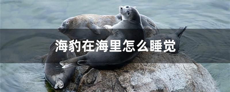 海豹在海里怎么睡覺 二氧化碳設(shè)備