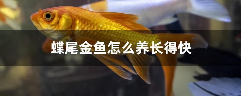 蝶尾金魚怎么養(yǎng)長得快 印尼紅龍魚