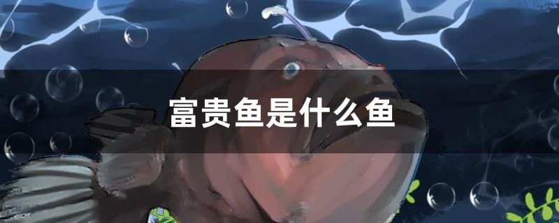 富貴魚是什么魚 翡翠鳳凰魚