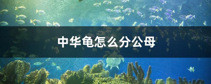 中華龜怎么分公母 白子黑帝王魟魚