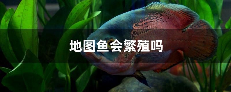 什么恐龍魚最溫順（什么恐龍最溫和） 馬來西亞貓山王榴蓮 第1張