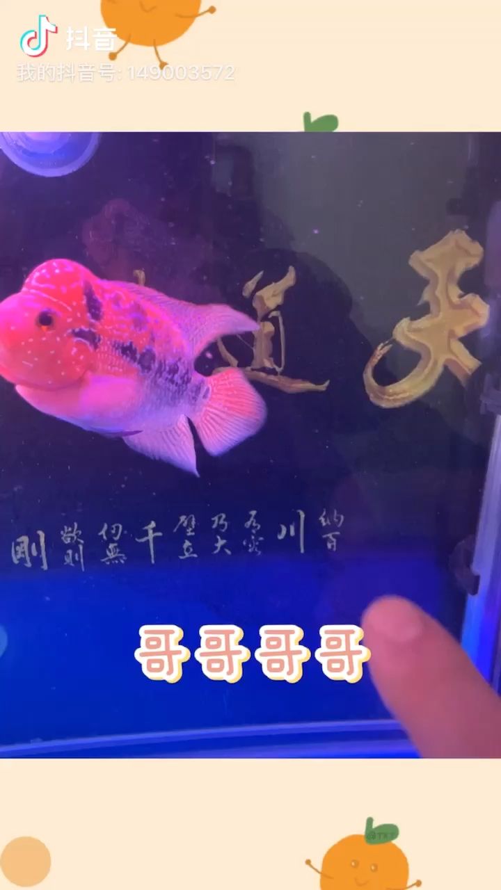 魚缸放在西方養(yǎng)幾條魚（ 魚缸放在西戶客廳什么位置最好） 海水魚（海水魚批發(fā)）