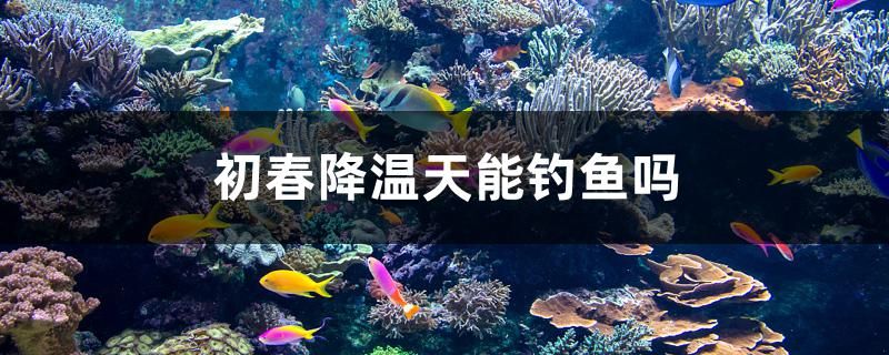 初春降溫天能釣魚嗎