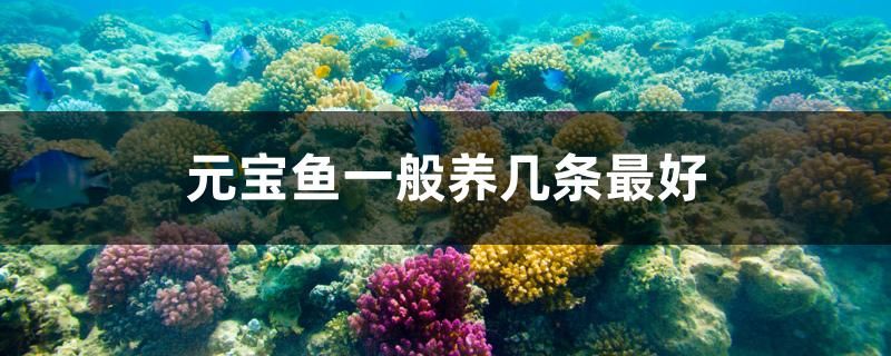 元寶魚一般養(yǎng)幾條最好 黑云魚