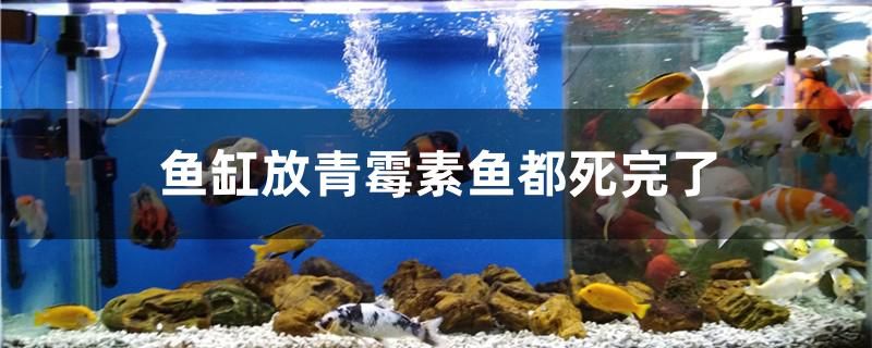 魚缸放青霉素魚都死完了