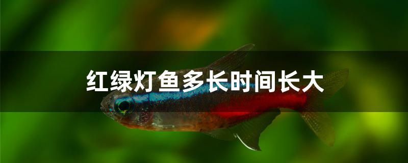 紅綠燈魚多長時間長大 鸚鵡魚