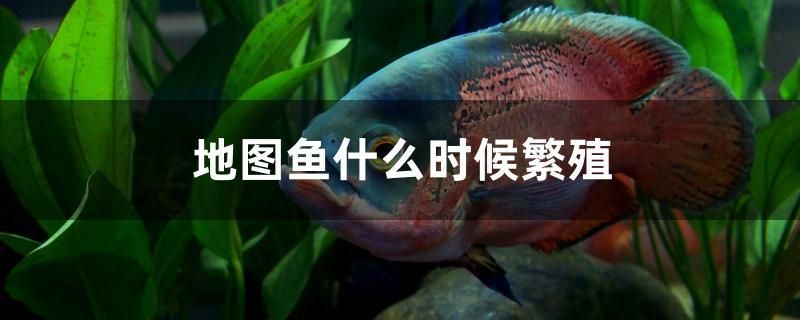 地圖魚什么時候繁殖 大白鯊魚