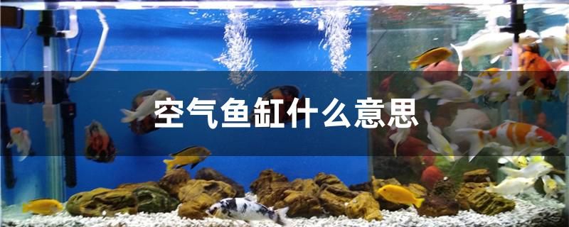 空氣魚(yú)缸什么意思 觀賞魚(yú)