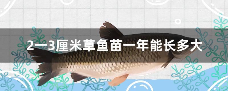 2一3厘米草魚(yú)苗一年能長(zhǎng)多大 七紋巨鯉魚(yú)