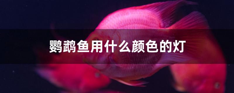 鸚鵡魚用什么顏色的燈