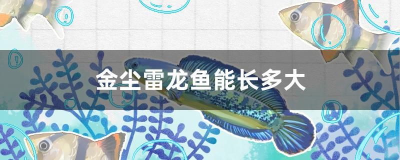 金塵雷龍魚能長多大