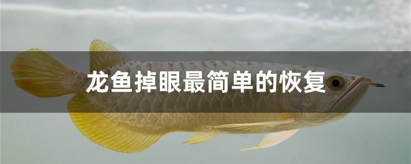 龍魚(yú)掉眼最簡(jiǎn)單的恢復(fù)方法是什么 羅漢魚(yú)