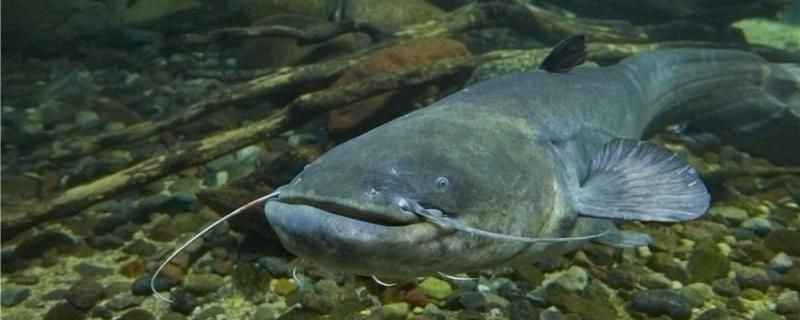 釣鯰魚幾月份最好釣用什么餌釣最好 黑白雙星魚