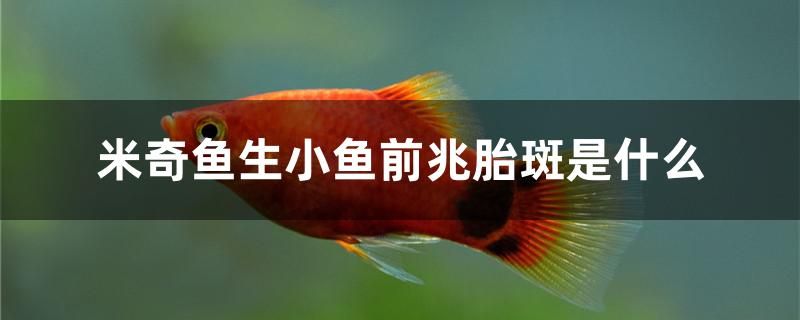 米奇魚(yú)生小魚(yú)前兆胎斑是什么