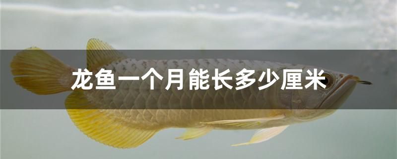 龍魚(yú)一個(gè)月能長(zhǎng)多少厘米