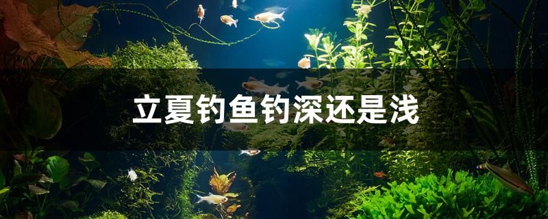 立夏釣魚釣深還是淺