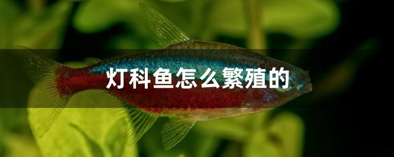 燈科魚怎么繁殖的 黑金魟魚