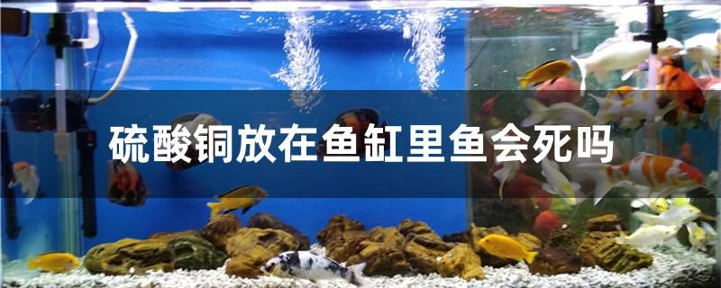 硫酸銅放在魚缸里魚會死嗎