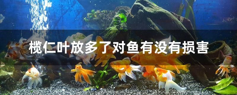 欖仁葉放多了對魚有沒有損害 印尼三紋虎