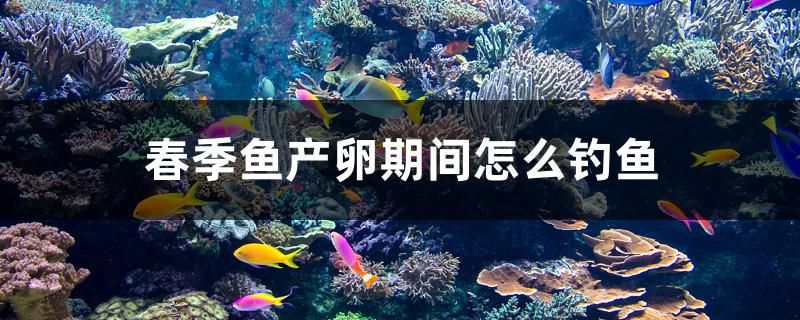 春季魚產(chǎn)卵期間怎么釣魚 硝化細(xì)菌