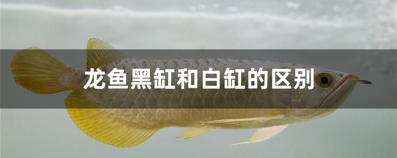 龍魚黑缸和白缸的區(qū)別有哪些