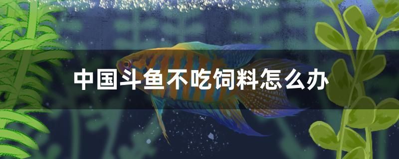 中國斗魚不吃飼料怎么辦