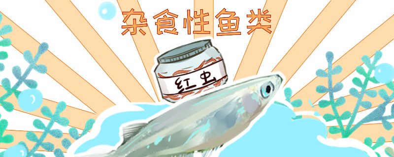 青鳉魚吃什么多久喂一次