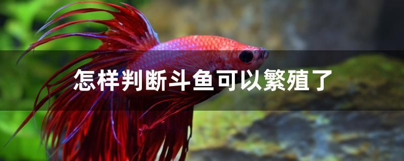 怎樣判斷斗魚可以繁殖了 巴西亞魚苗