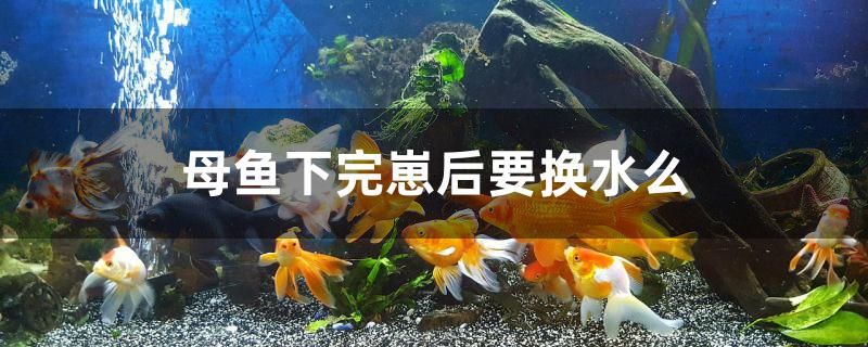 母魚下完崽后要換水么 喂食器