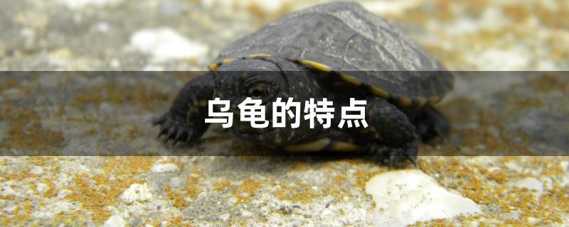 渭南哪里賣魚缸的多些（白居易和胡令能的資料） 金老虎魚 第2張