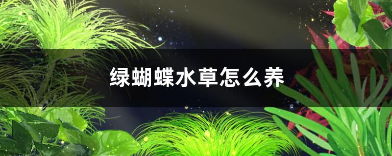 綠蝴蝶水草好養(yǎng)嗎怎么養(yǎng)