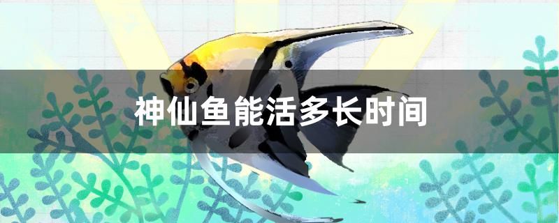 神仙魚能活多長時間