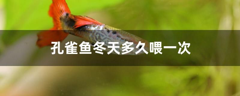 孔雀魚冬天多久喂一次