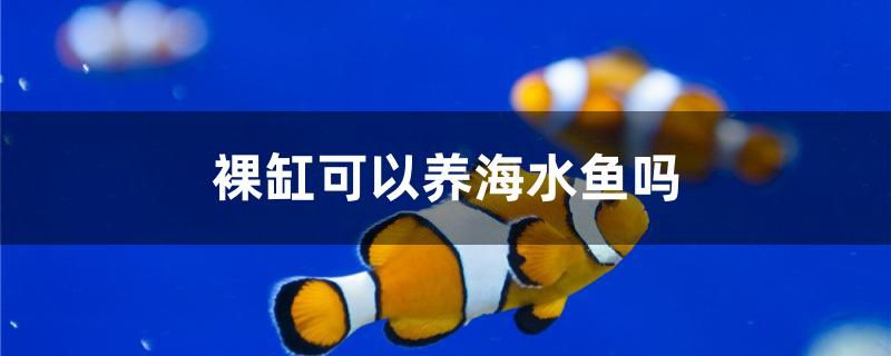 裸缸可以養(yǎng)海水魚嗎