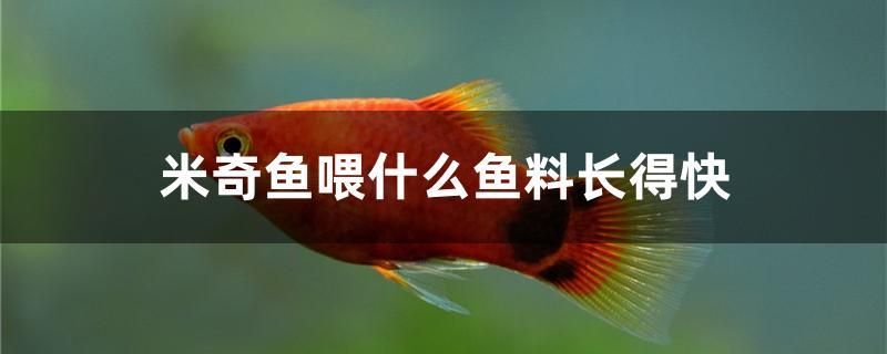 米奇魚喂什么魚料長(zhǎng)得快