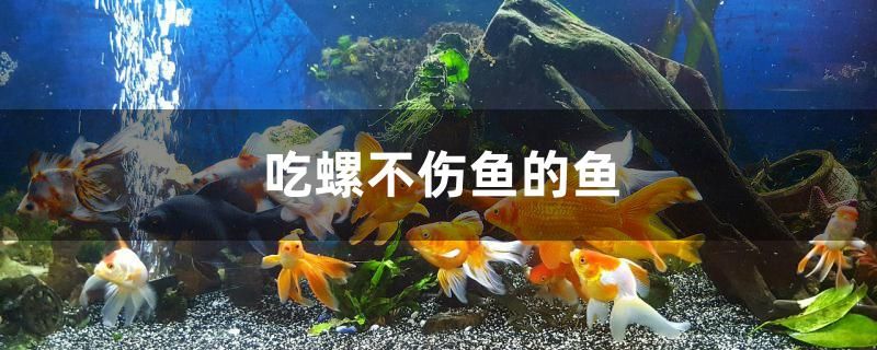 吃螺不傷魚的魚是什么 照明器材