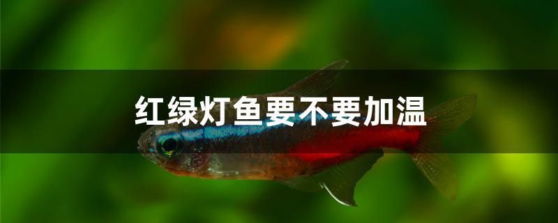 紅綠燈魚要不要加溫 蝴蝶鯉