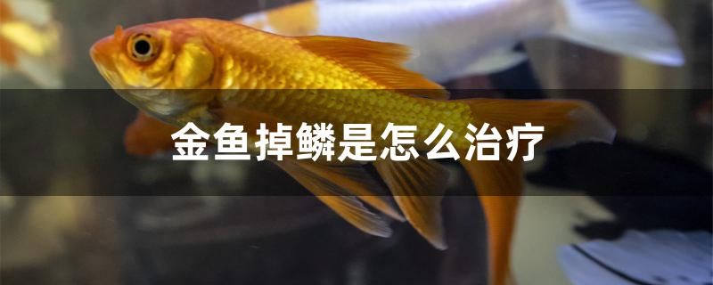 金魚掉鱗是怎么治療 觀賞魚水族批發(fā)市場(chǎng)