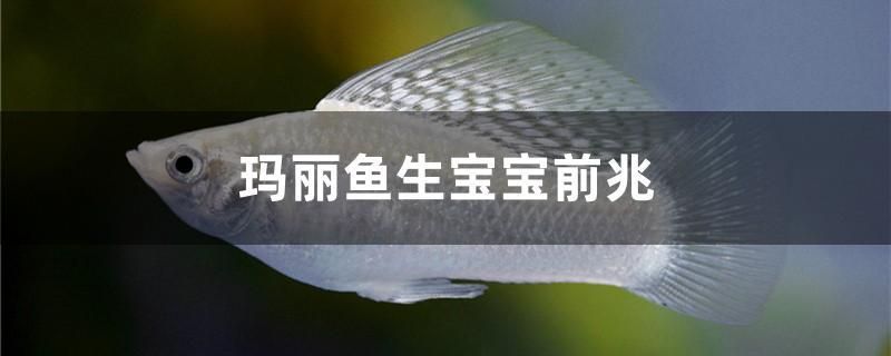 瑪麗魚(yú)生寶寶前兆