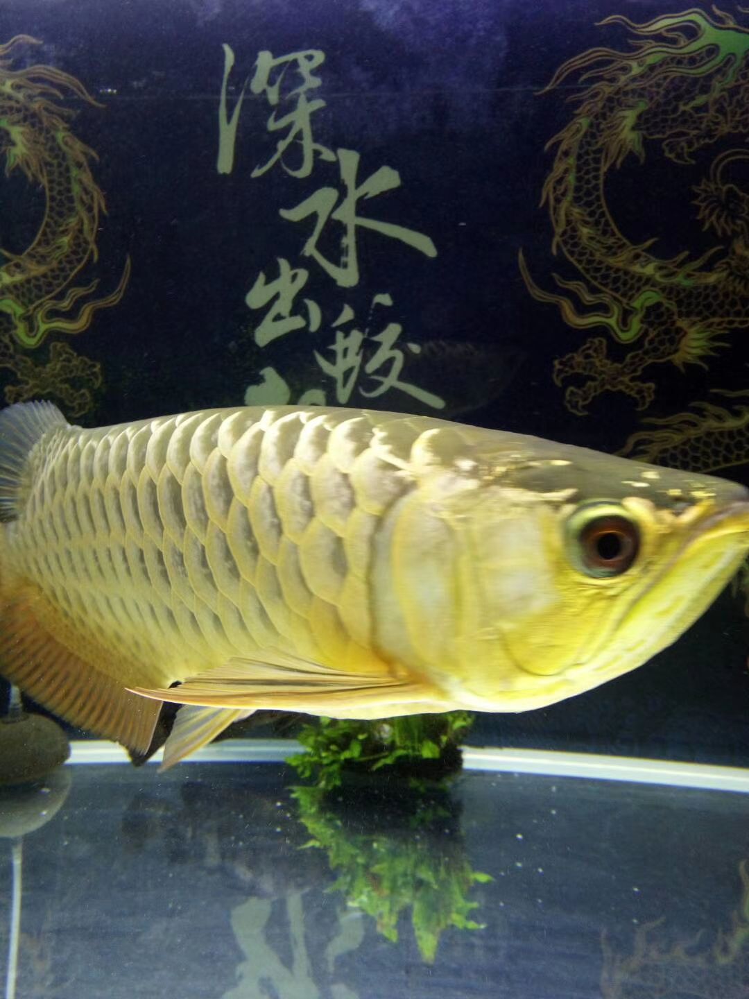 烏龜眼睛鼓包發(fā)白睜不開了怎么辦 紅老虎魚 第5張