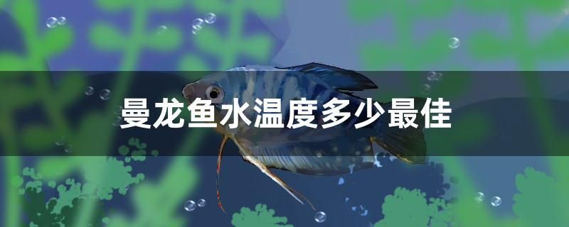 曼龍魚水溫度多少最佳 白化火箭魚